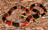 everglades-airboat-tour-coral-snake.jpg