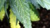 spider-mite-damage-cannabis-sm.jpg