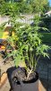 20210910_100653.jpeg
