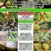 when-to-harvest-cannabis.jpg