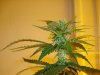 day 22 of flowering 019.jpg