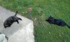 Outside cats 92821.jpg