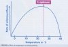 optimum-temperature-affecting-photosynthesis-300x206.jpg