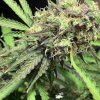 4764663_grow-journal-by-leastexpectedgrower.jpg