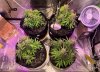 4757381_grow-journal-by-leastexpectedgrower.jpg