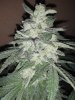 Cherry Fritter #4 .jpg