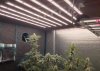 bloom-room-second-week-with-medic-grow-led-grow-lights.jpg