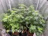 only1sky-medic-grow-fold-8-review-4.jpg