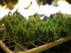 scrog7-18-09.jpg