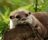 otter.jpg