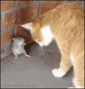 cat-and-mouse-funny.gif