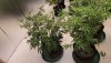 plants-on-the-rebound-under-the-medic-grow-ez8- fold8.jpg