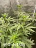 only1sky-medic-grow-fold-8-review-10.jpg