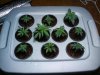 2009-07-22 18.27.53.jpg
