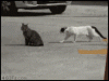 cats-cat.gif