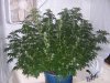 #26 day22 in flower.jpg