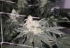 grow-with-medic-grow-fold-8-justgrowmo-flower-week6.jpg