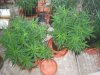 GC lighter green growing tips 12.2.2021.jpg