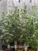 only1sky-grow-with-medic-grow-fold-8-day-35-into-flower.jpg