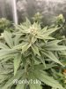 only1sky-grow-with-medic-grow-fold-8-day-35-into-flower-1.jpg