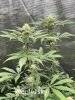 only1sky-grow-with-medic-grow-fold-8-day-35-into-flower-3.jpg