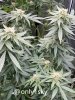 only1sky-grow-with-medic-grow-fold-8-day-35-into-flower-4.jpg