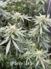 only1sky-grow-with-medic-grow-fold-8-day-35-into-flower-5.jpg