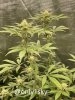 only1sky-grow-with-medic-grow-fold-8-day-35-into-flower-6.jpg