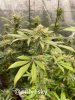 only1sky-grow-with-medic-grow-fold-8-day-43-into-flower-2.jpg