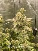 only1sky-grow-with-medic-grow-fold-8-day-56-into-flower.jpg