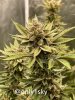 only1sky-grow-with-medic-grow-fold-8-day-56-into-flower-2.jpg