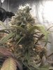 6 - Strawberry Banana Kush Bud.jpg