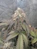 7 - Mango Saphire Bud.jpg