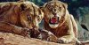 Tsavo_lions-1.jpg