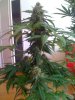 25-07-09_1232.jpg