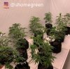 grow-with-medic-grow-fold8-shomegreen-20211006-1.jpg