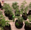grow-with-medic-grow-fold8-shomegreen-20211006-2.jpg