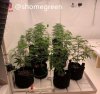 grow-with-medic-grow-fold8-shomegreen-20211008.jpg