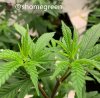 grow-with-medic-grow-fold8-shomegreen-20211008-1.jpg