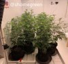 grow-with-medic-grow-fold8-shomegreen-20211017.jpg