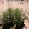 grow-with-medic-grow-fold8-shomegreen-20211018-1.jpg