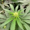 grow-with-medic-grow-fold8-shomegreen-20211020.jpg