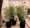 grow-with-medic-grow-fold8-shomegreen-20211021.jpg