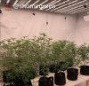 grow-with-medic-grow-fold8-shomegreen-20211021-1.jpg