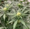 grow-with-medic-grow-fold8-shomegreen-20211023.jpg