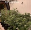 grow-with-medic-grow-fold8-shomegreen-20211023-1.jpg