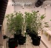 grow-with-medic-grow-fold8-shomegreen-20211023-2.jpg