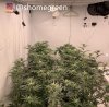 grow-with-medic-grow-fold8-shomegreen-20211026.jpg