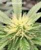 grow-with-medic-grow-fold8-shomegreen-20211027.jpg