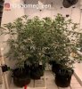 grow-with-medic-grow-fold8-shomegreen-20211105-2.jpg